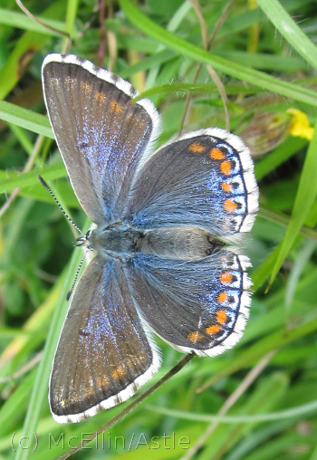 Adonis Blue Female