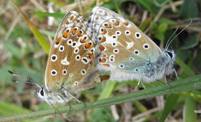 Mating Adonis Blues