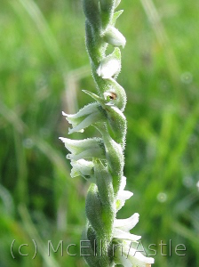 Autumn Ladies Tresses (detail)