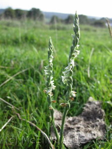 Autumn Ladies Tresses