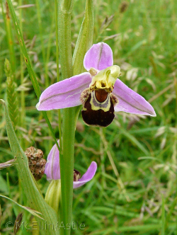 Bee Orchid