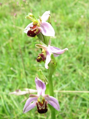 Bee Orchid Spike