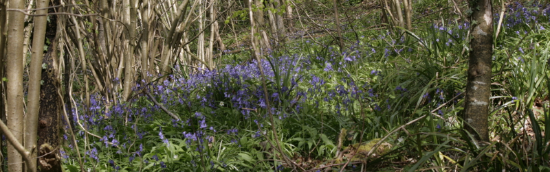 Box Woods Bluebells