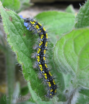 Scarlet Tiger Moth caterpillar