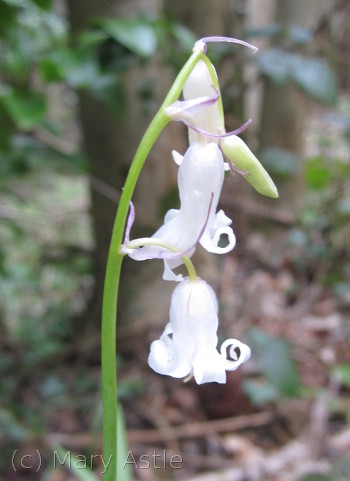 White bluebell