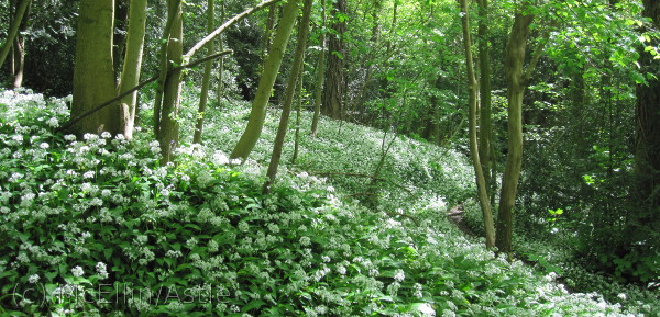 Wild Garlic in Box Woods