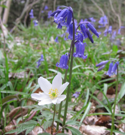 Wood Anemone with Bluebell