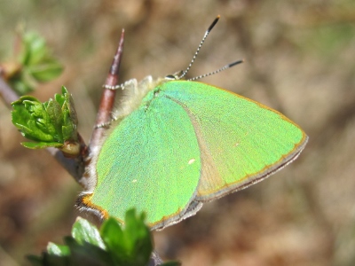 Green Hairstreak