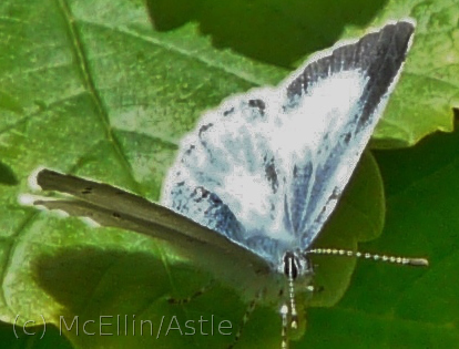 Holly Blue