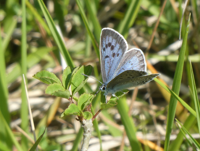 Large Blue Butterfly (wing upper side) on Rodborough Common