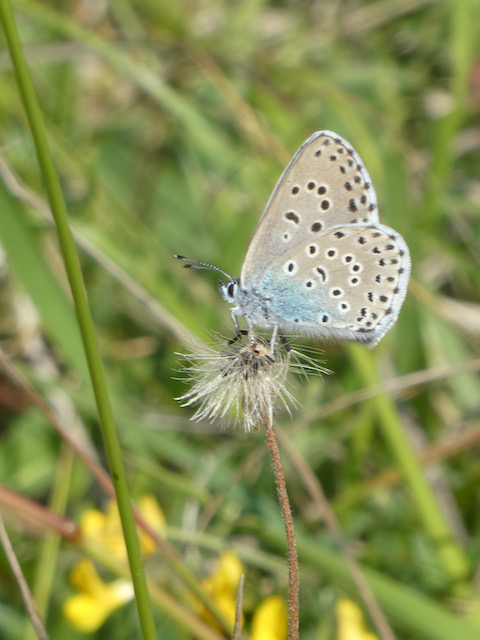 Large Blue on Rodbrough - wing underside