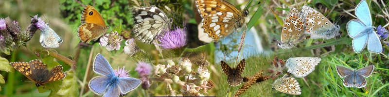 Butterfly collage