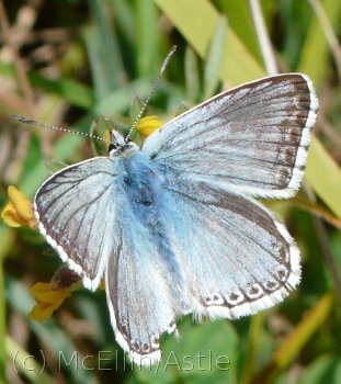 Chalk Hill Blue - Upper wing