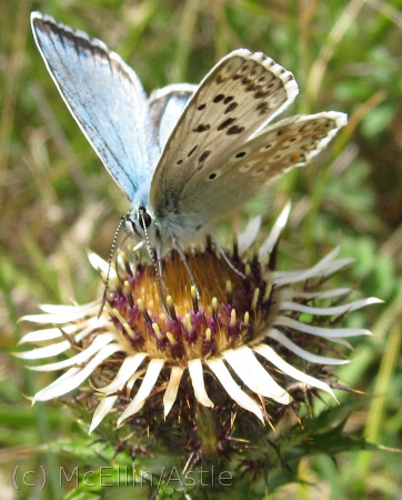 Chalkhill Blue