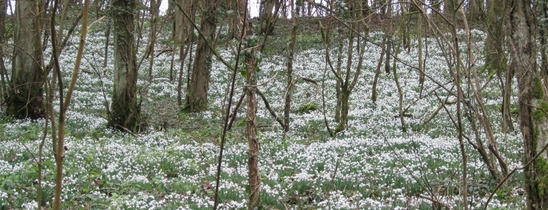 Snowdrops at Cherington