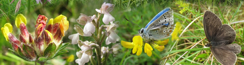 Collage of wildflowers and butterflies