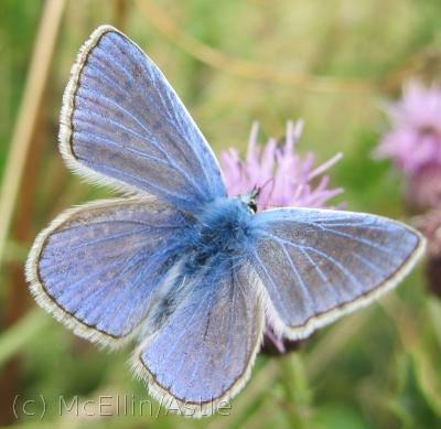 Common Blue