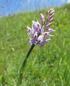 Common Spotted Orchid