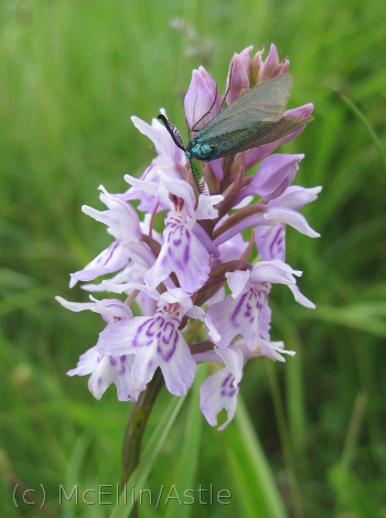 Common Spotted Orchid with Moth