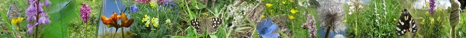 Collage of flora and fauna from Minch Common