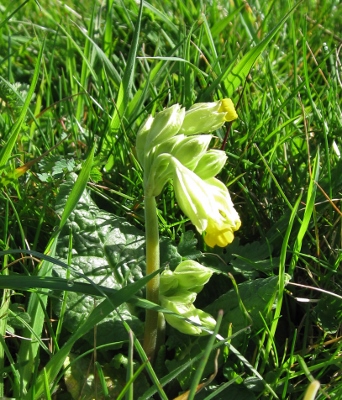 Cowslips