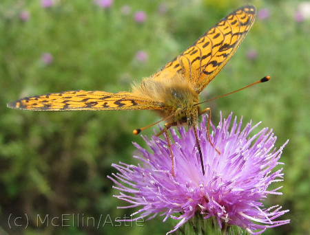 Dark Green Fritillary - front view