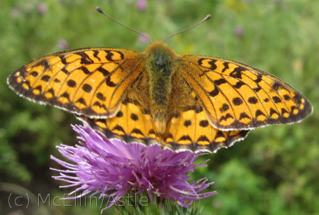 Dark Green Fritillary - rear view