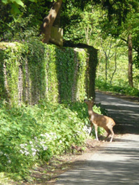 Deer attempting to leap high wall