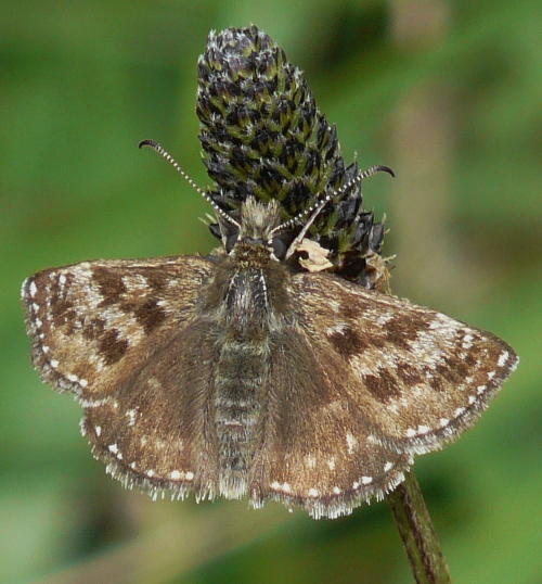 Dingy Skipper butterfly on Swell's Hill