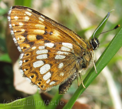 Duke of Burgundy