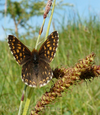 Duke of Burgundy Butterfly - Rodborough Common