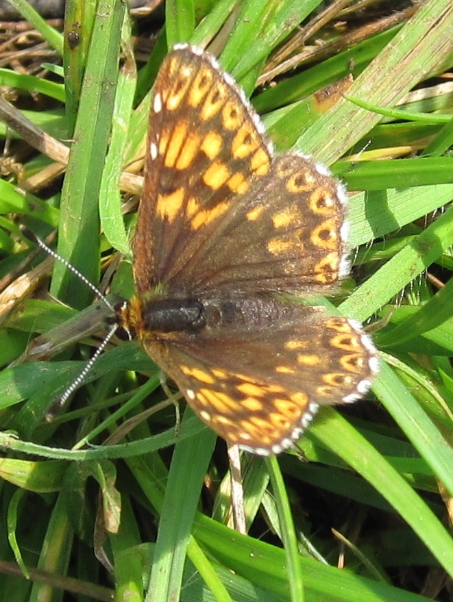 Duke of Burgundy