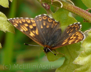 Duke of Burgundy on Swell's Hill