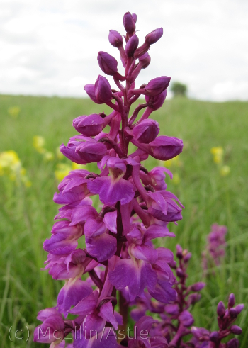 Early Purple Orchid