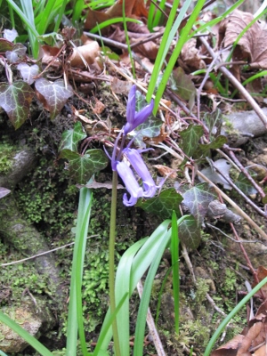 First Bluebell Sighting of 2016