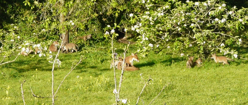 Fox Cubs - at least 9 of then