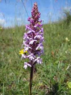 Fragrant Orchid