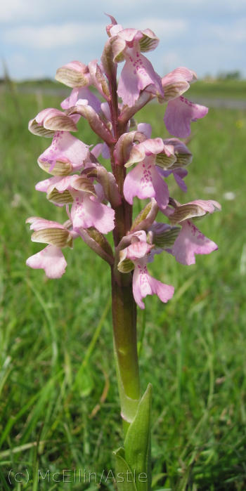 Green Winged Orchid