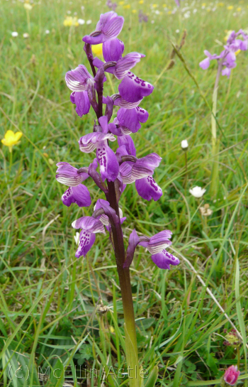 Green Winged Orchid spike