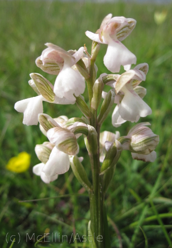 White Green Winged Orchid