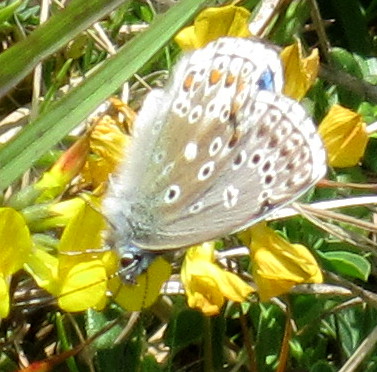 Male Adonis Blue