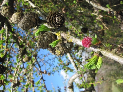 Larch Cones