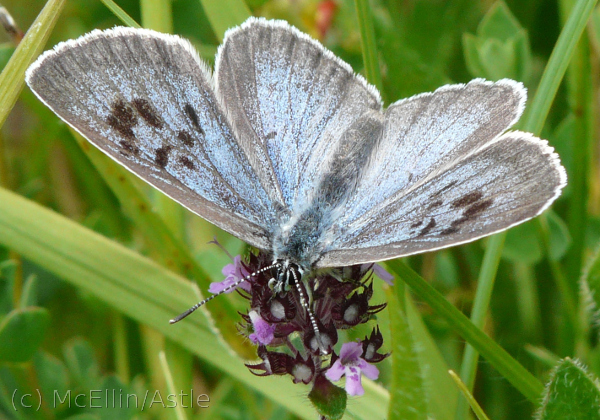 Large Blue butterfly