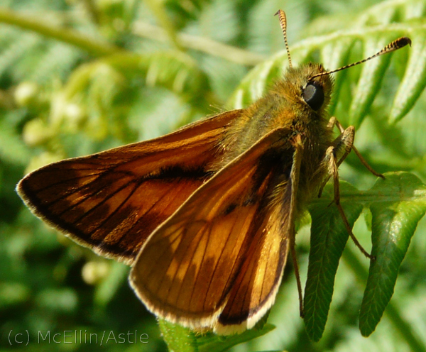 Large Skipper Butterfly