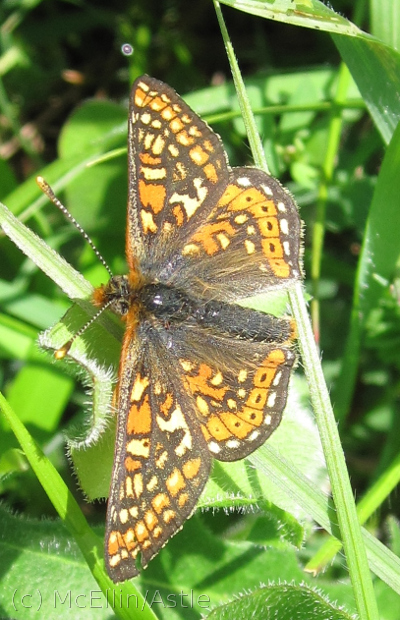 Marsh Fritillary