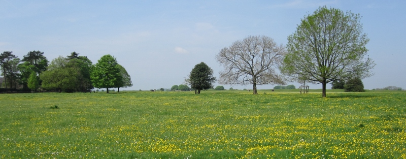 May Wild Flowers on Minchinhampton Common