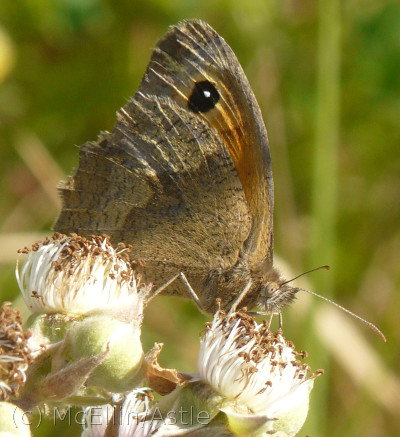 Meadow Brown Butterfly