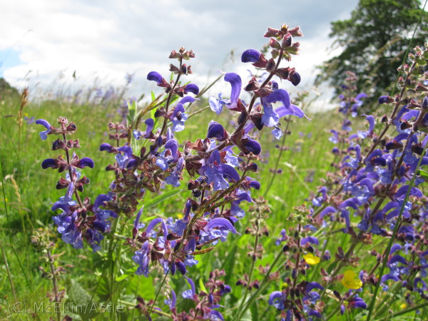 Meadow Clary