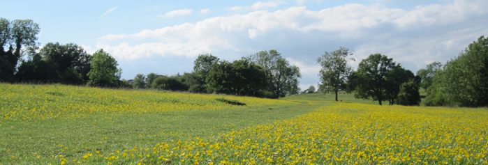 Minchinhampton Common north side