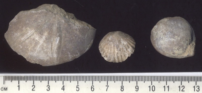 Fossils from the locality of Minchinhampton